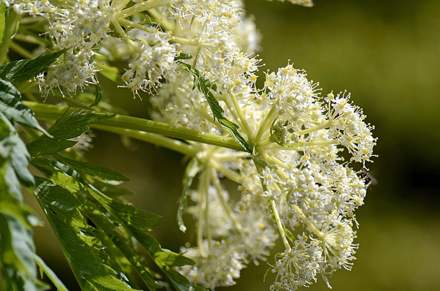 Molopospermum peloponnesiacum / Cicutaria fetida